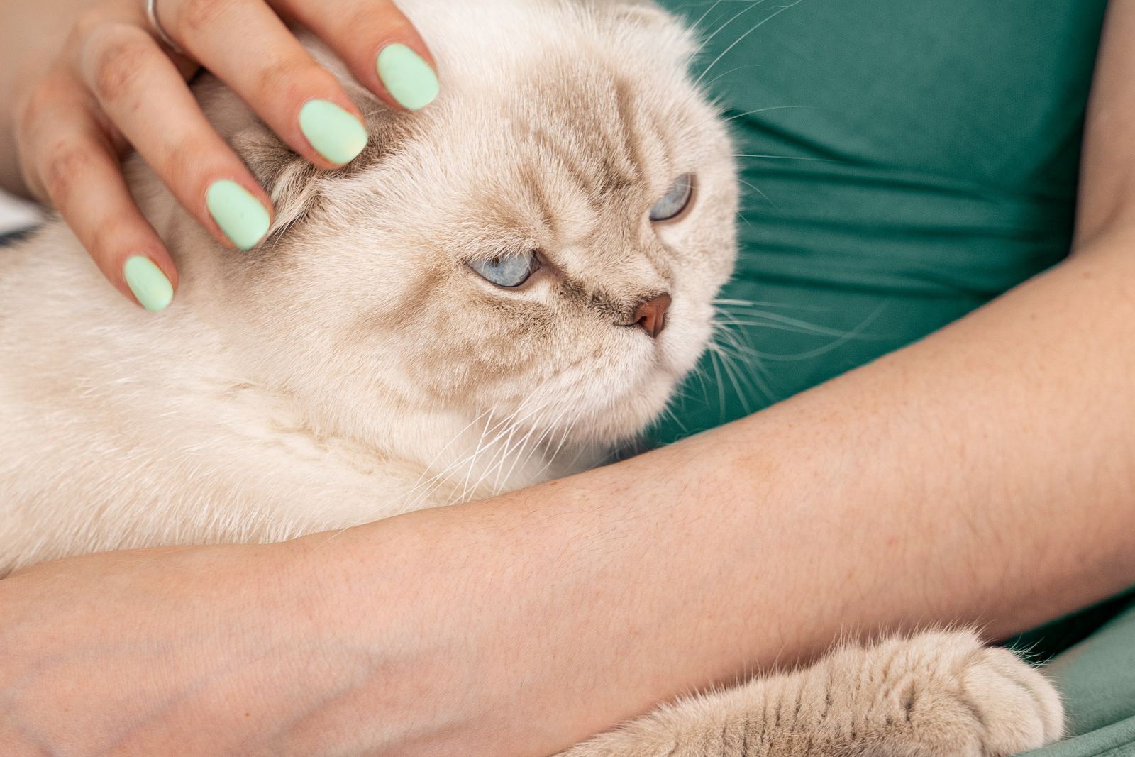 JAK KOČKA PROSPÍVÁ VAŠEMU ZDRAVÍ