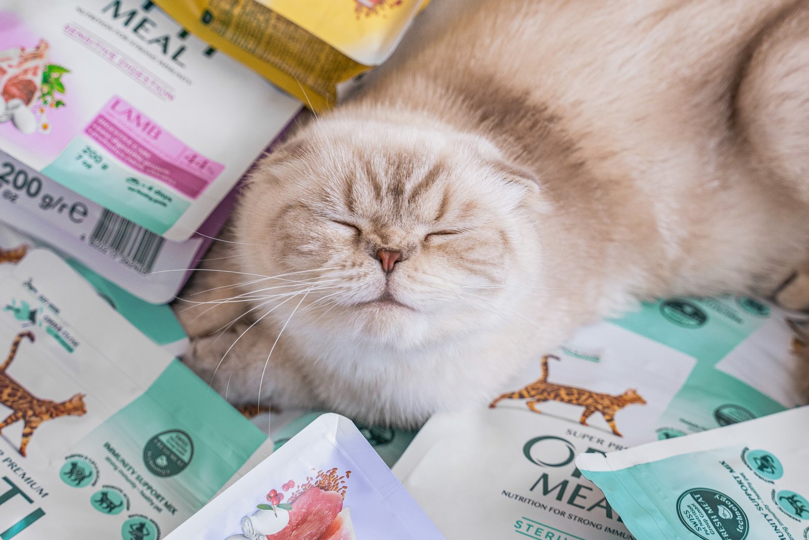 Jak správně krmit domácího mazlíčka pro udržení zdravé váhy?