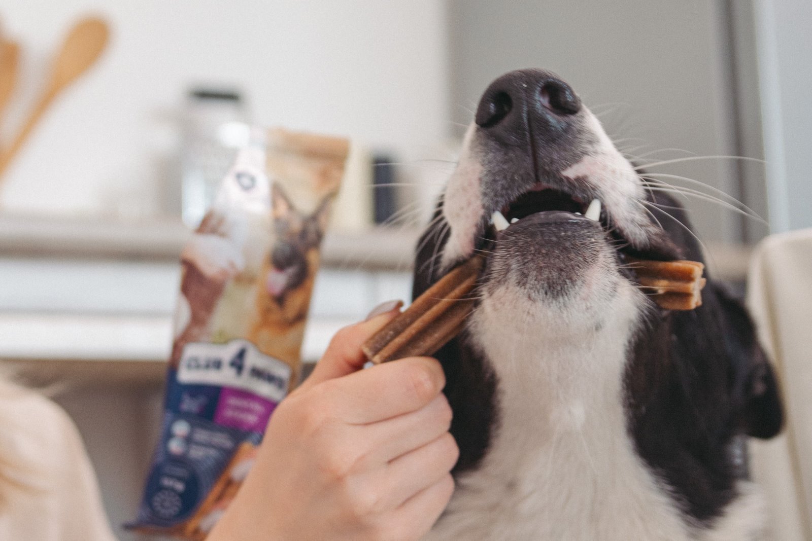 Jak udržet zuby a dásně vašeho mazlíčka v perfektním stavu