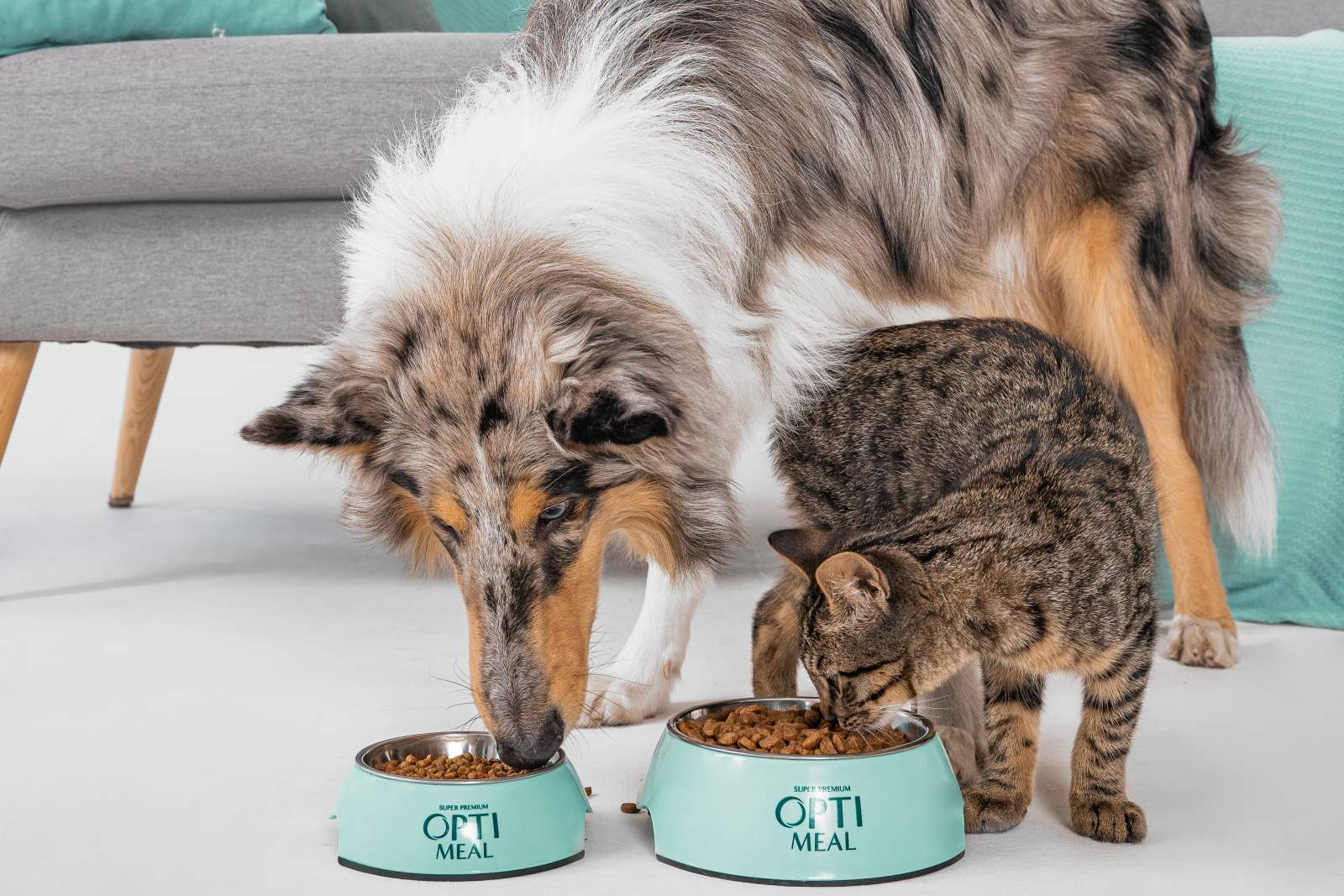 Je lepší suché, nebo mokré krmivo pro vašeho psa či kočku?