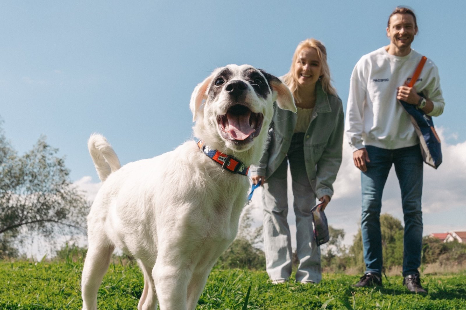 Obojek nebo postroj – co je lepší pro psa a co pro kočku?