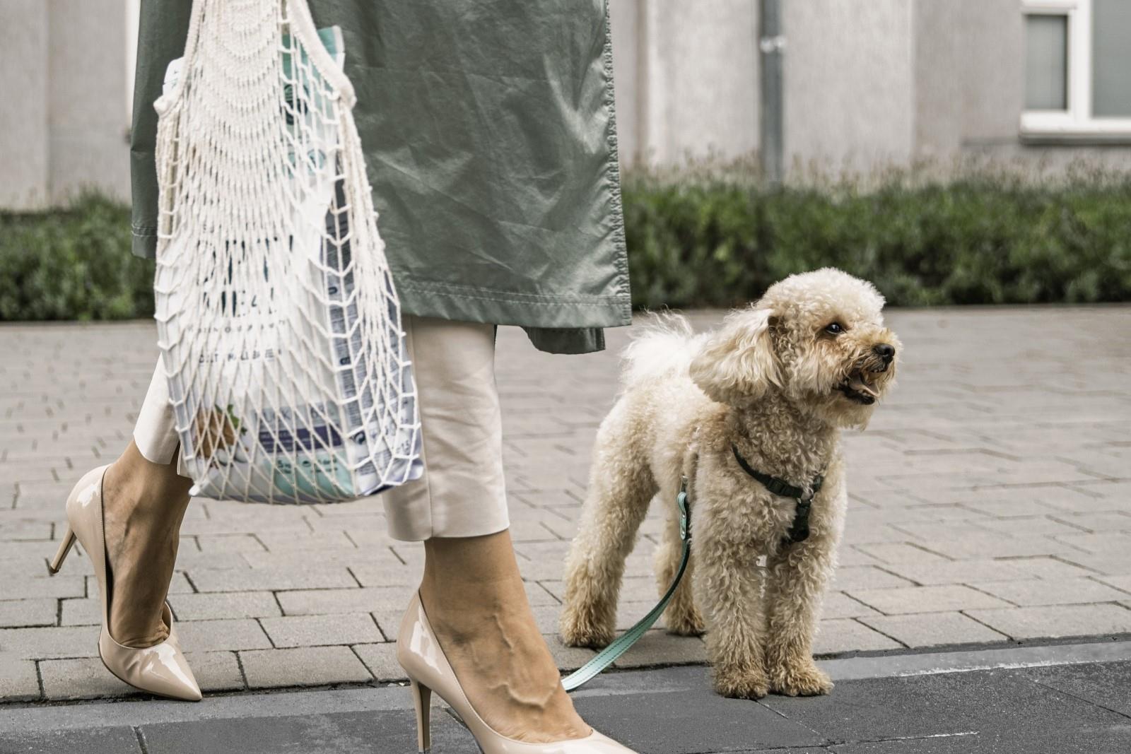 Průvodce pro hladký přechod na nové krmivo pro zvířecího mazlíčka