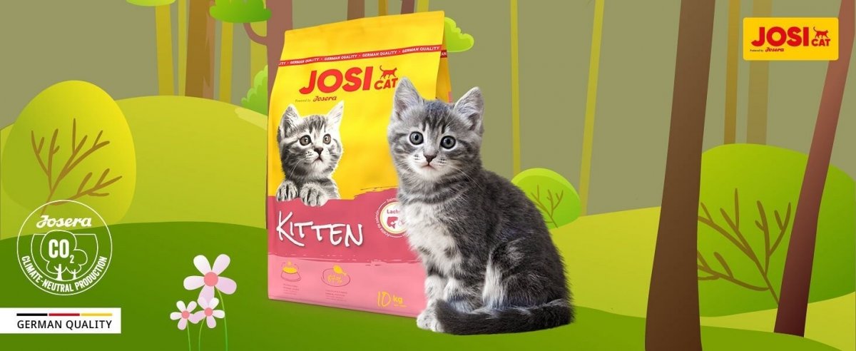 JOSICAT_KITTEN