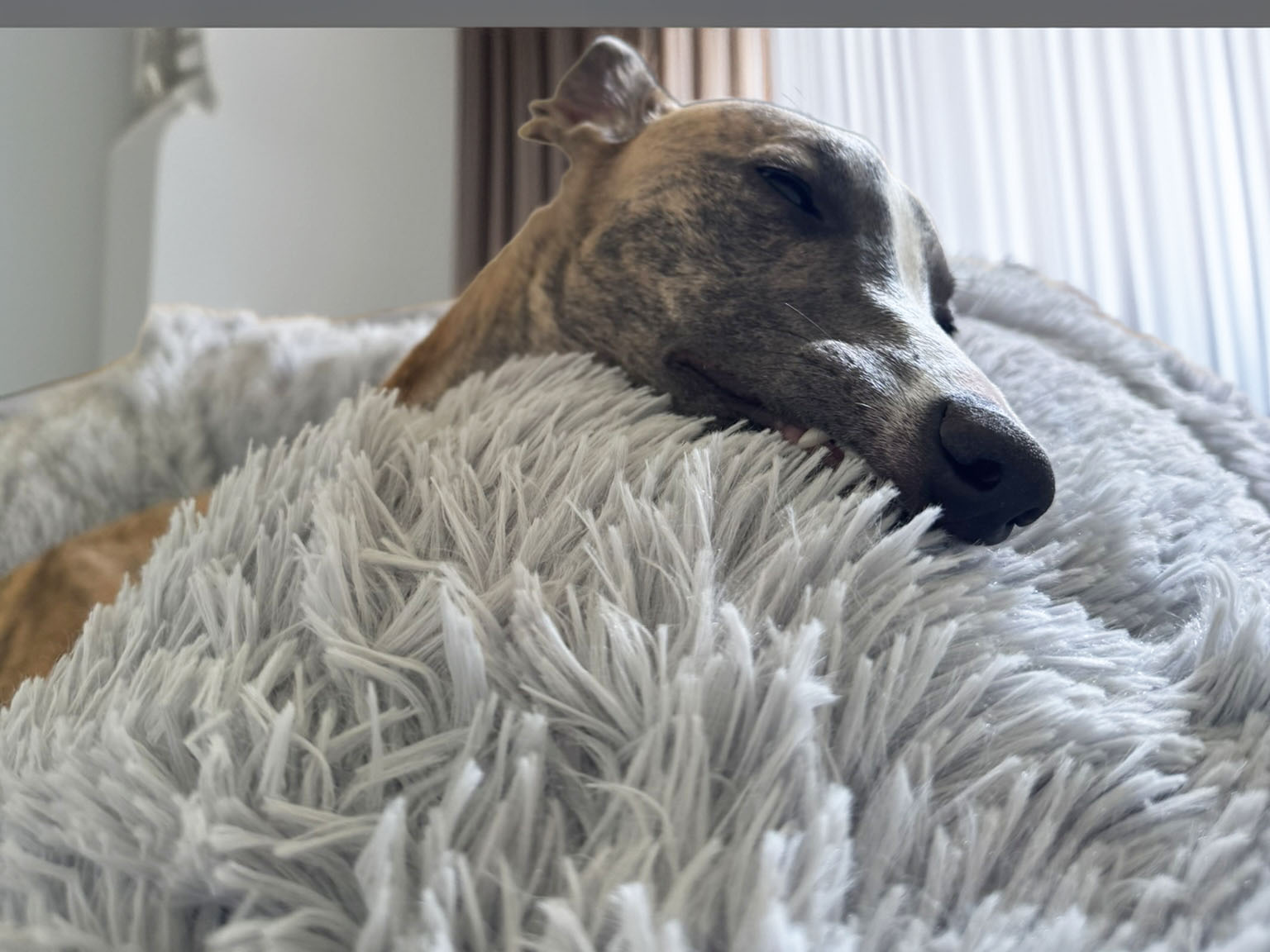 Petify Plyšová deka Chill 80x55 cm světle šedá