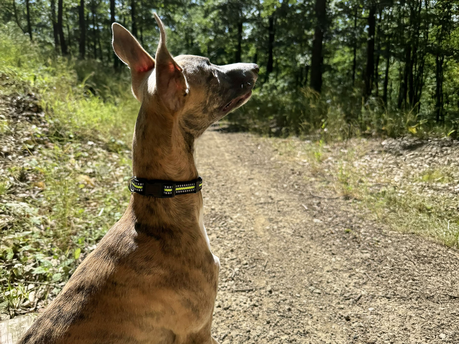 Petify Obojek pro psa Pup zelený Velikost: M