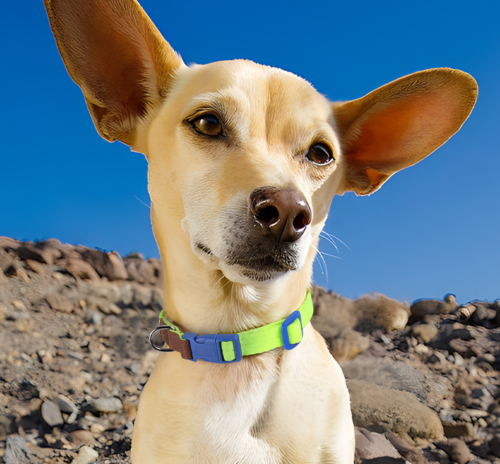 Petify Obojek pro psa Furry zelený Velikost: S