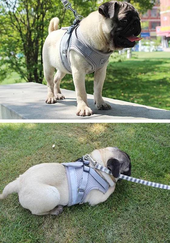 Petify Postroj pro psa s vodítkem Sniff modrý Velikost: XL