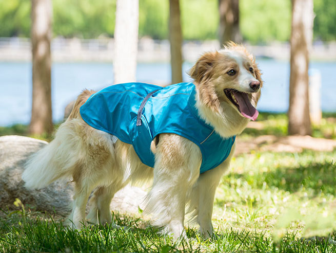 Petify Pláštěnka pro psa Drizzly modrá Velikost: 30