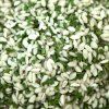 bpf rice with parsley 1