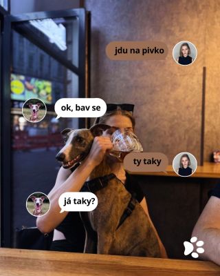 Dneska je ten nejlepší den v roce! 🐶🎉 Dnes 26. 8. a slavíme Mezinárodní den psů – den těch nejvěrnějších parťáků, zlodějů...