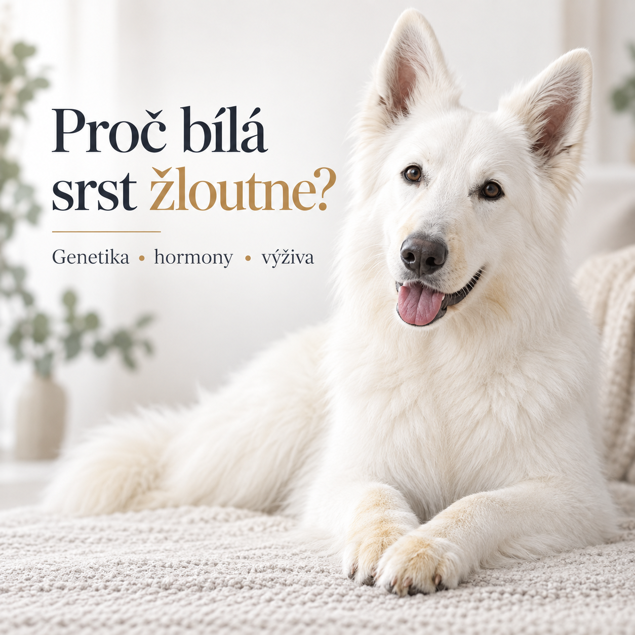 Proč se bílá srst psa může zbarvovat?