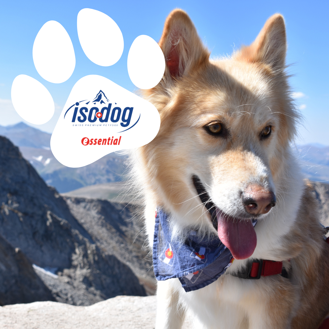 ISO Dog Essential: Špičková kvalita za dostupnou cenu pro vašeho psa