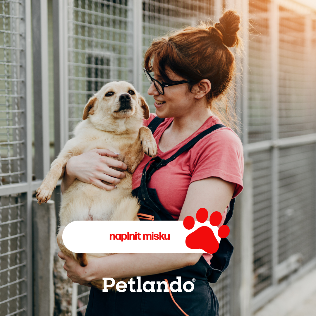 Psí senioři v nouzi: Pomáháme tam, kde je to nejvíce potřeba