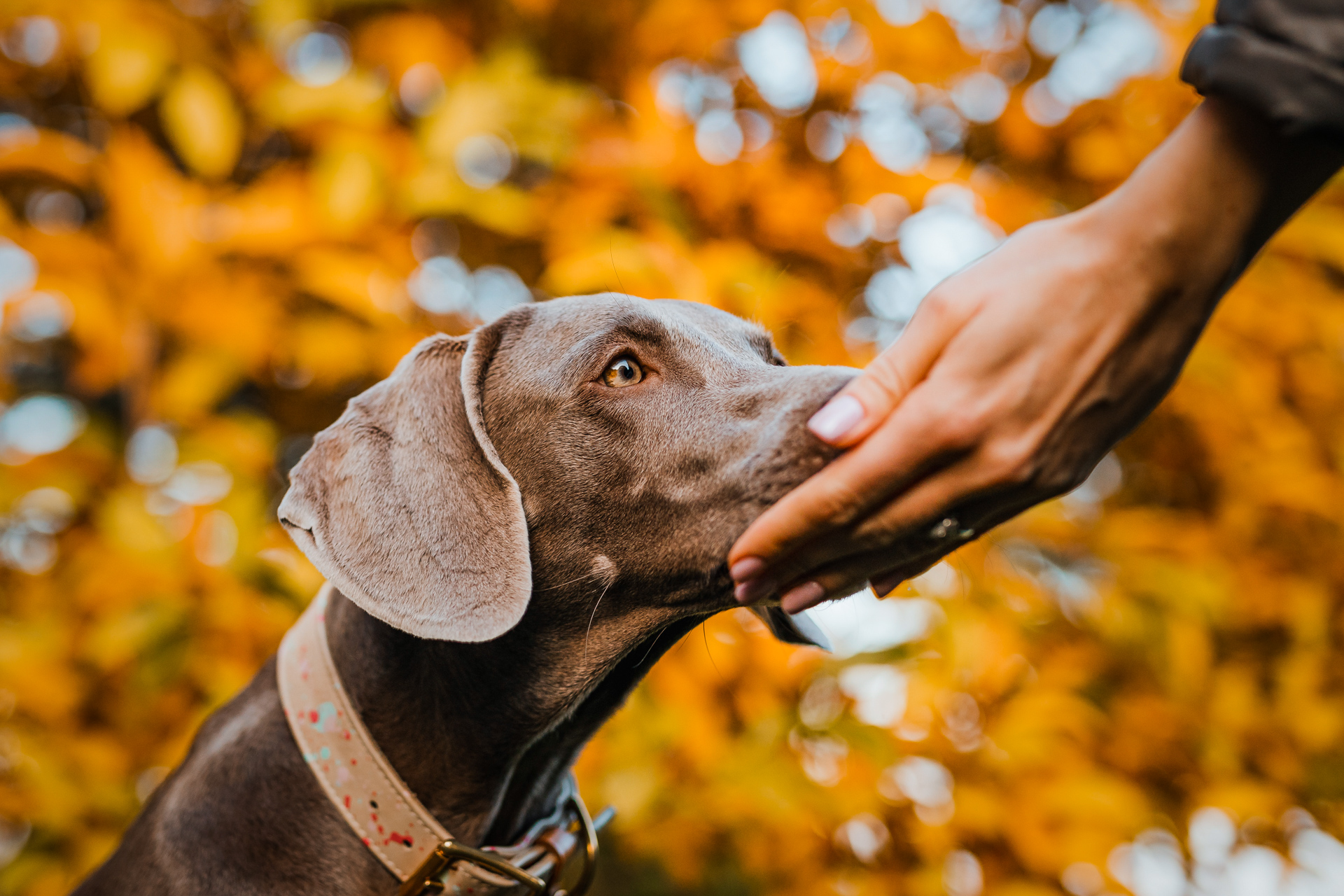 Podzimní psí svět. Na co si dávat pozor?