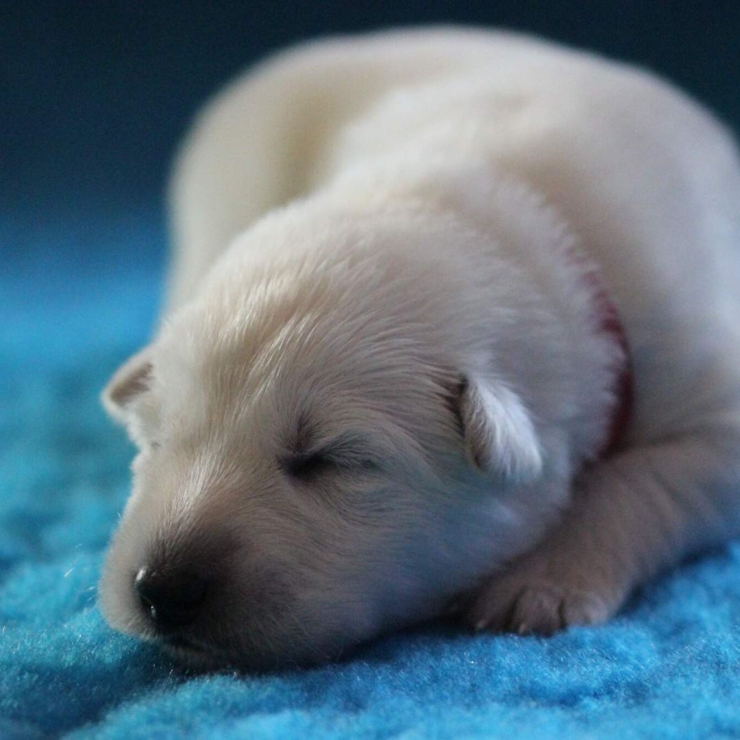 Jak cvičit s novorozenými štěňaty metodou ENS