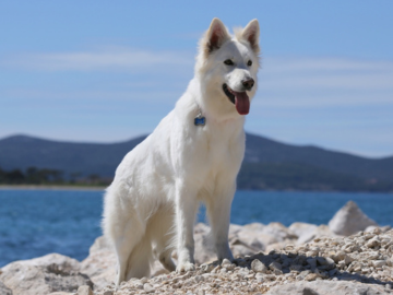 Krmivo pro bílou i černou srst vaších psů