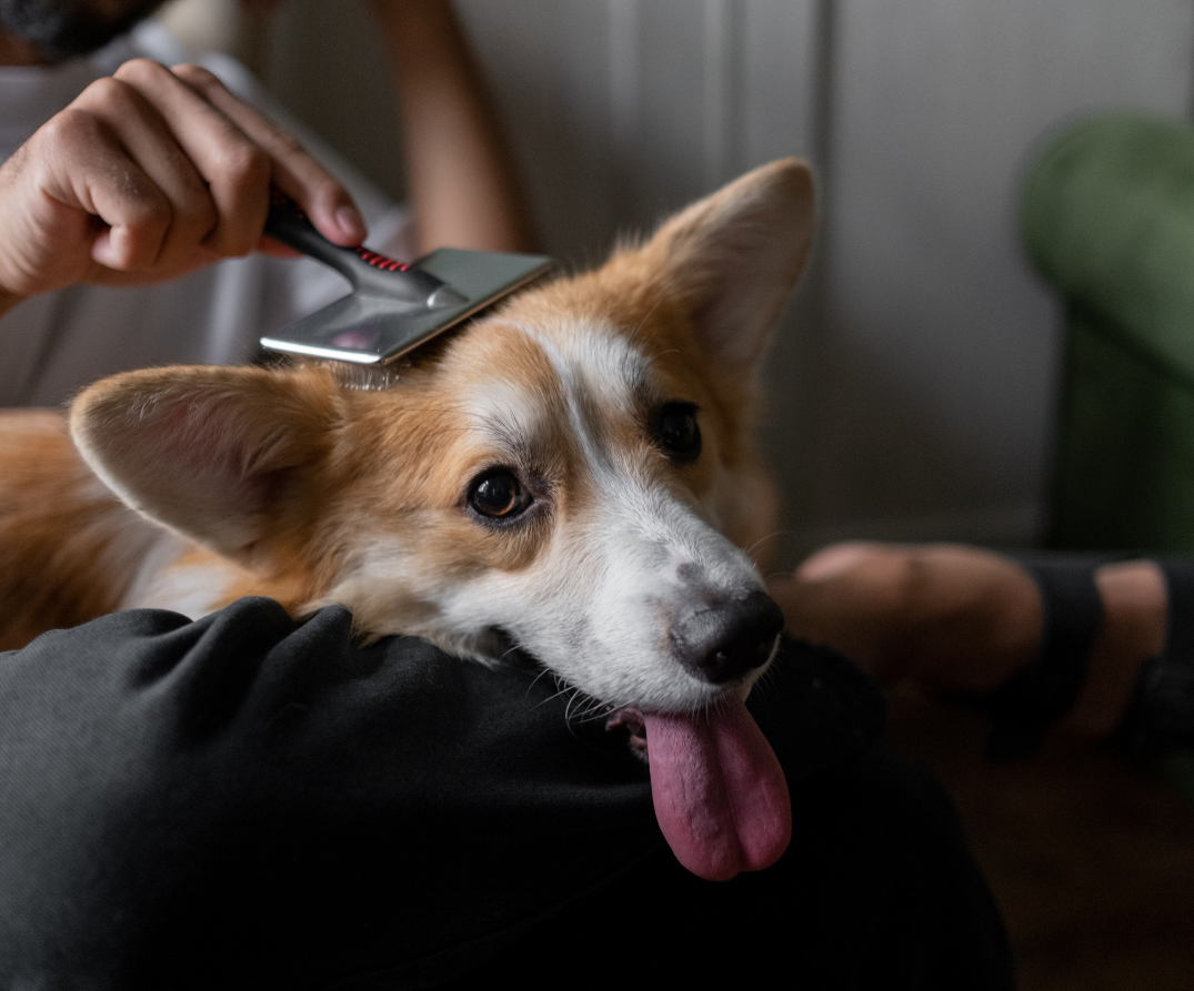 Jak na domácí psí wellness: Dopřejte svému pejskovi den plný pohody!