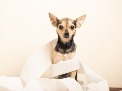 Náhlý průjem u psa a jak ho zastavit