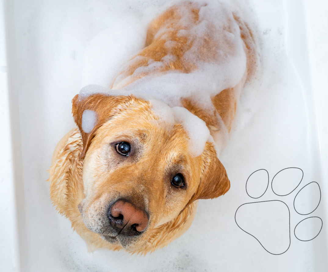 Koupání psa: Jak na to s produkty z Petlando.cz