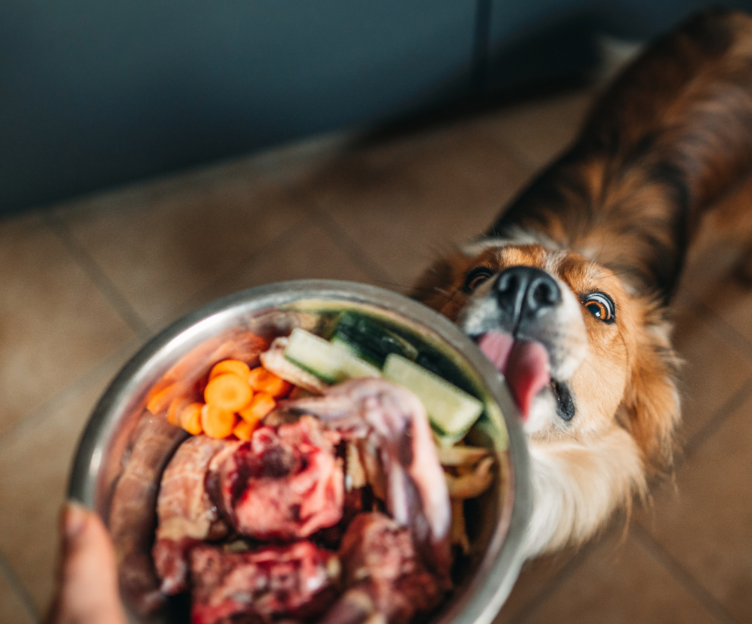 Co je BARF krmivo a proč ho zvolit pro vašeho psa?