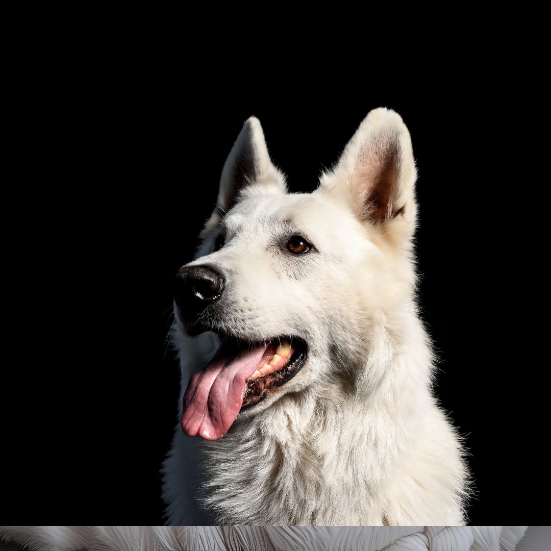 Petlando podpořilo klub švýcarských ovčáků – rozdali jsme prémiové krmivo Iso-dog