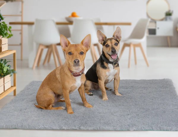 Petlife-Graphic-Assets-Vetbed-Original-Quick-Dry-Lifestyle