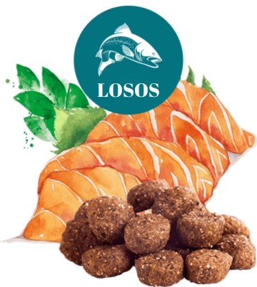 losos
