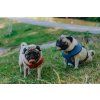 dog harness candy red blue bowlandbonerepublic l1 1024x683