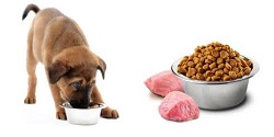 Potraviny nebezpečné pre psa