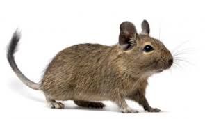 degu