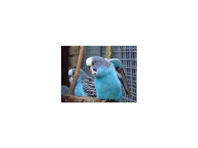 Papagájec vlnkovaný - andulka