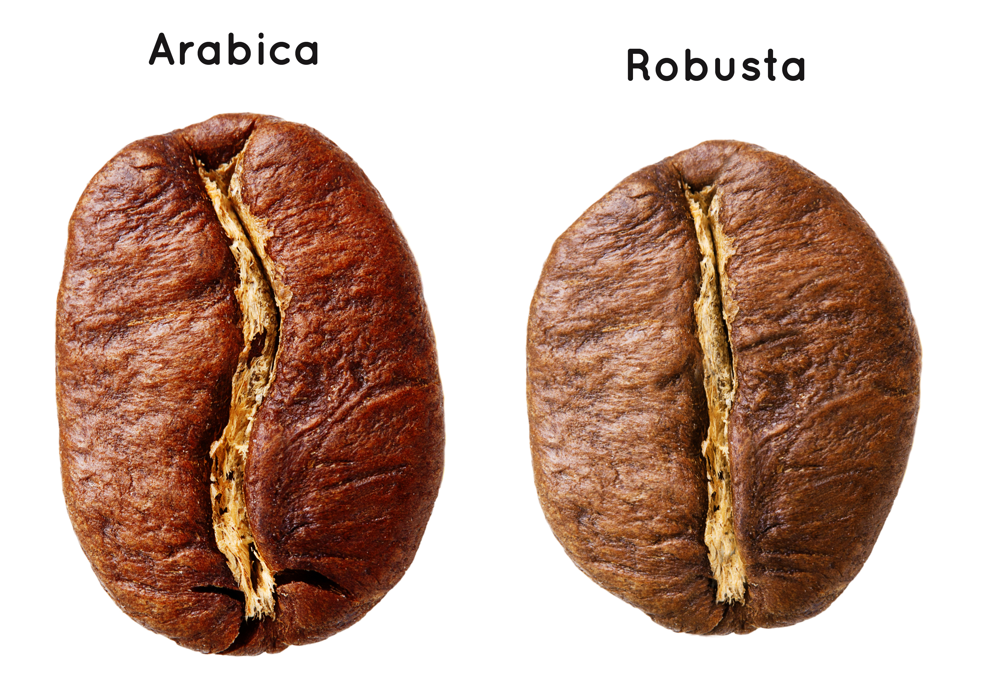 Kávové zrno Arabica vs Robusta