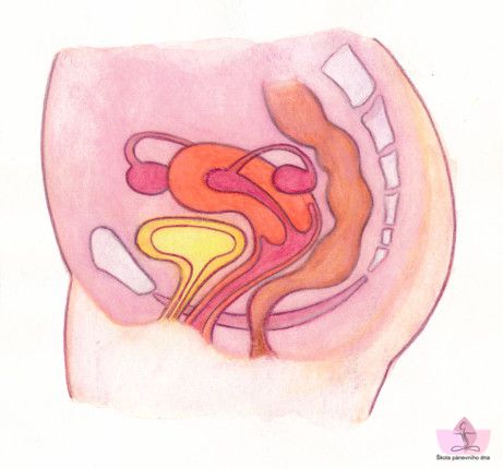 Cvičení pánevního dna Setkání: Individuální konzultace (2 h)