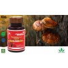 REJŠI Ganoderma - imunita, vitalita, přírodní antibiotikum
