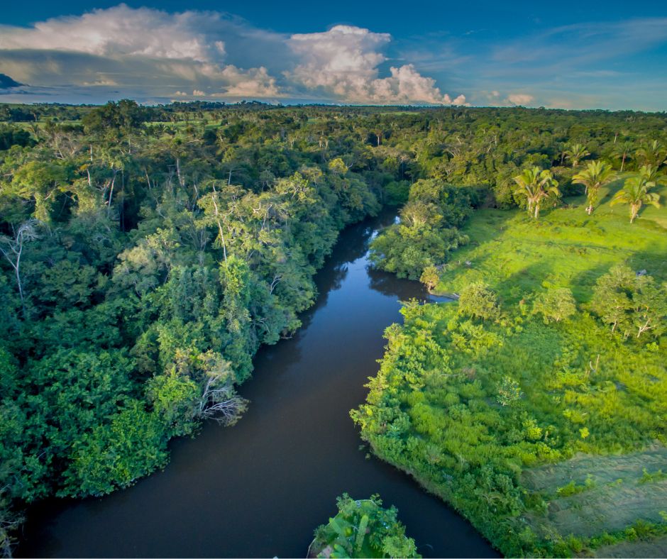 Amazonii hrozí, že ji ovládne mafie