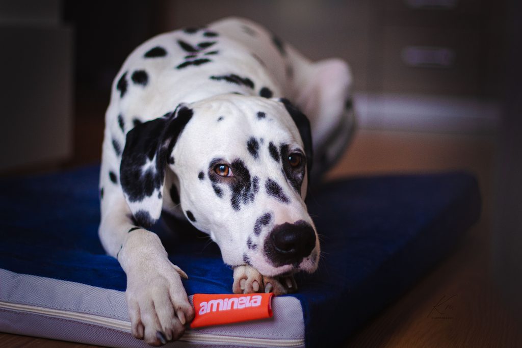 Matrace Aminela - 80x60x10cm Half and Half modrá/světle šedá