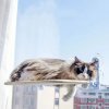 Cat hanging nest super suction cup swing sun can be removed and washed mattress windowsill glass.jpg 350x350xz.jpg