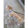 Průhledná pláštěnka pro pejsky - malá/střední plemena (Barva průhledná s bílým okrajem, Velikost L (5-7,5 kg))