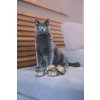 Marp Holistic Plus konzerva pro kočky – Tuňákové paté s krevetami 24x70g