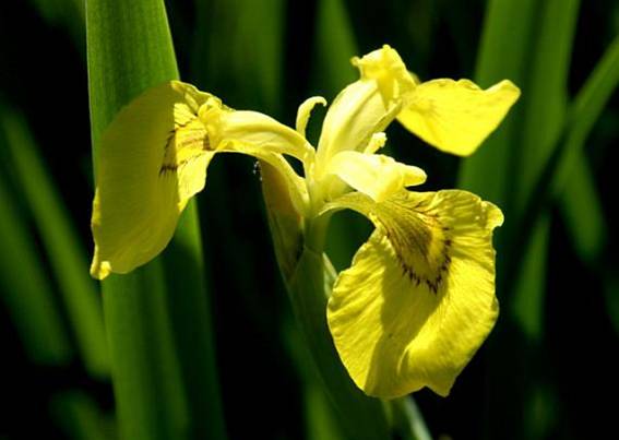 Kosatec žlutý - Iris pseudacorus
