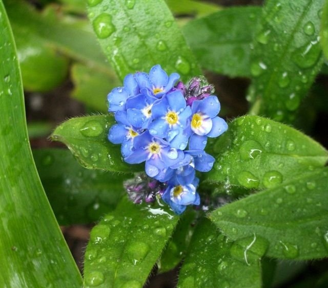 Pomněnka bahenní - Myosotis palustris