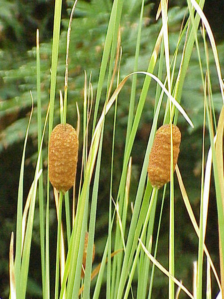 Orobinec sitinovitý - TYPHA laxmanii