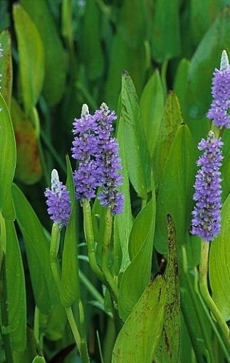 Modráska srdčitá - Pontederia cordata