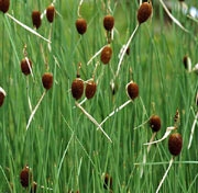 Orobinec nejmenší - Typha minima Hoppe
