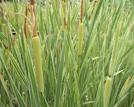 Orobinec širolistý - Typha latifolia variegatus