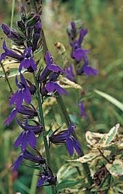 Lobelka velká - Lobelia Syphilitica