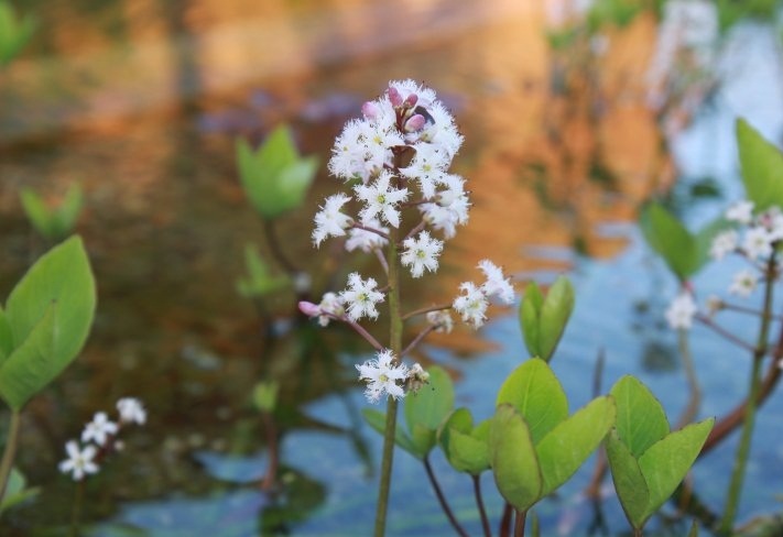 Vachta trojlistá - (Menyanthes trifoliata)