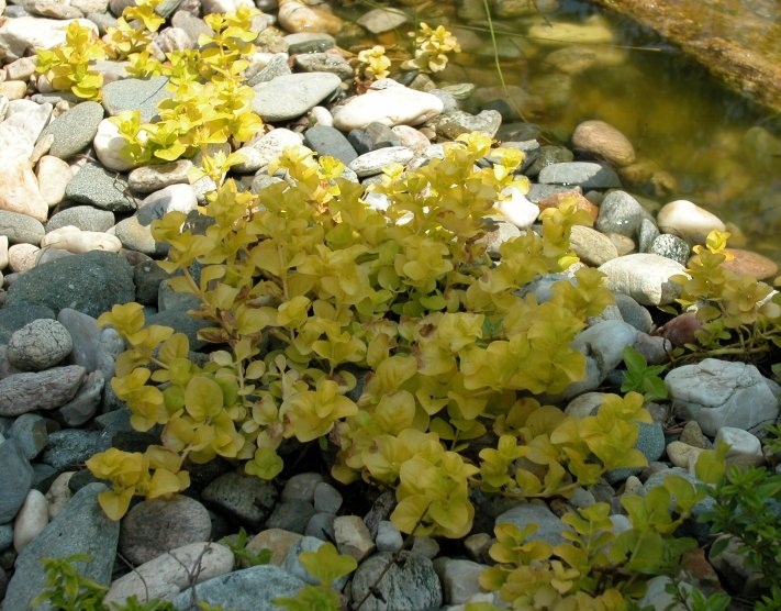 Lysimachia nummularia - Vrbina penízková