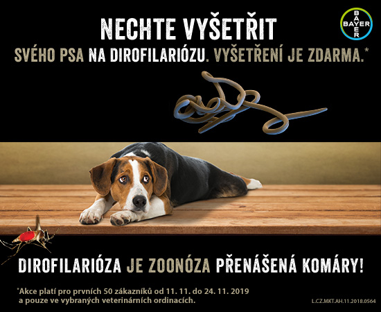 Nechte vyšetřit svého psa na dirofilariózu