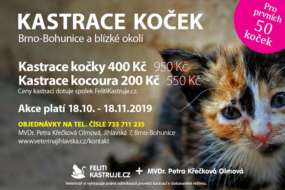 Kastrace koček